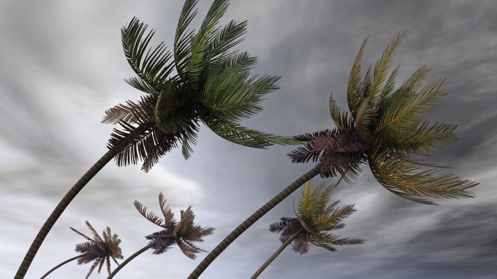 swaying alm trees in hurricane